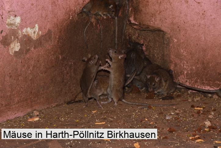 Mäuse in Harth-Pöllnitz Birkhausen